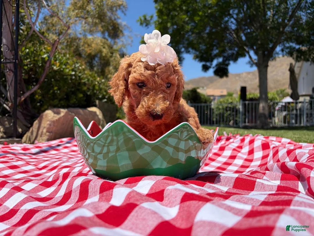 Goldendoodle dogs for sale: Peanut - Ad 2