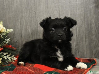 Miniature Australian Shepherd dogs Cocoa - Ad 34