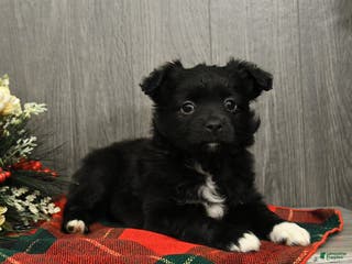 Miniature Australian Shepherd dogs Cocoa - Ad 12