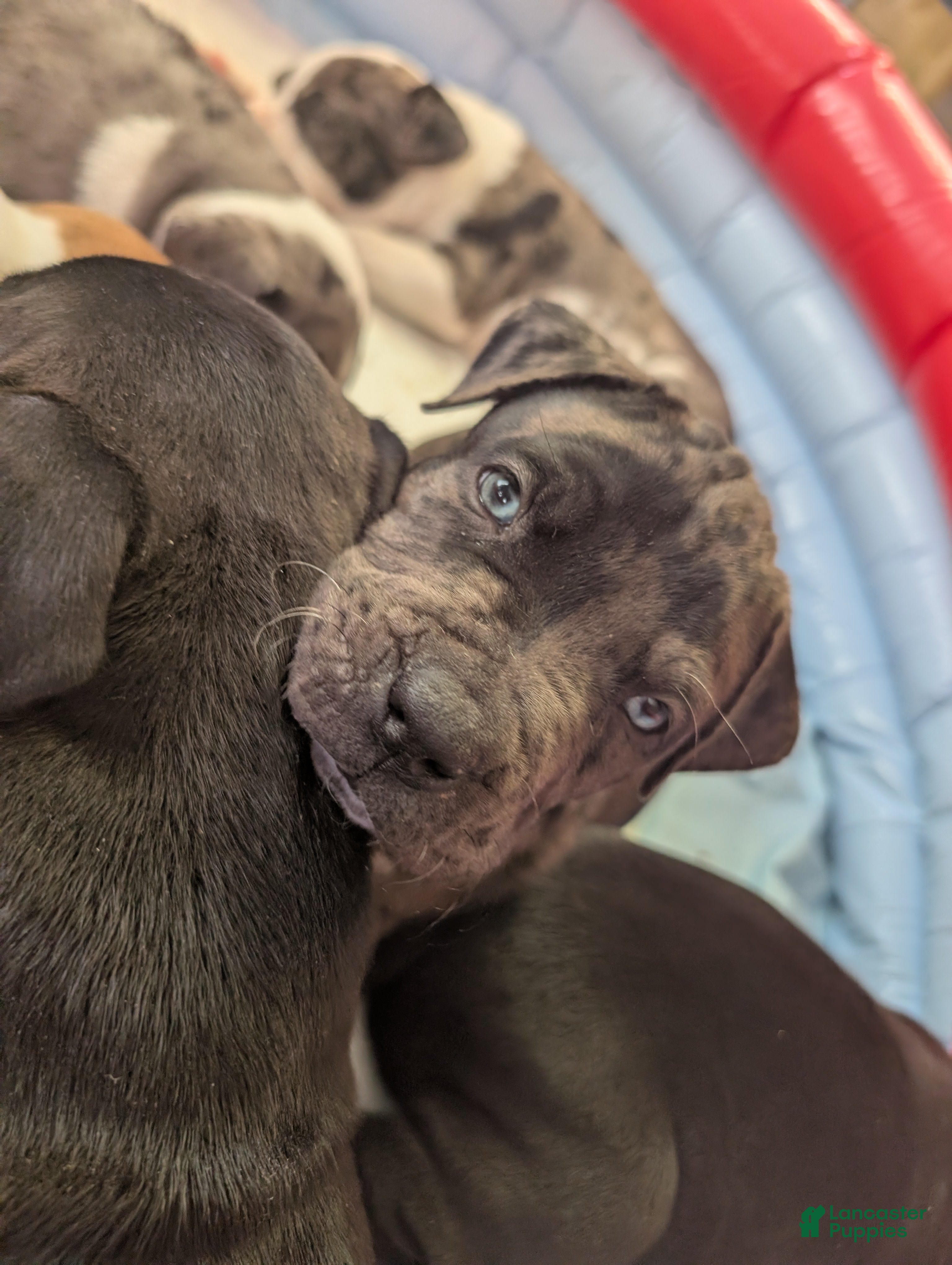 American Pit Bull Terrier dogs Demon - Ad 17