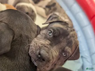 American Pit Bull Terrier dogs Demon - Ad 17