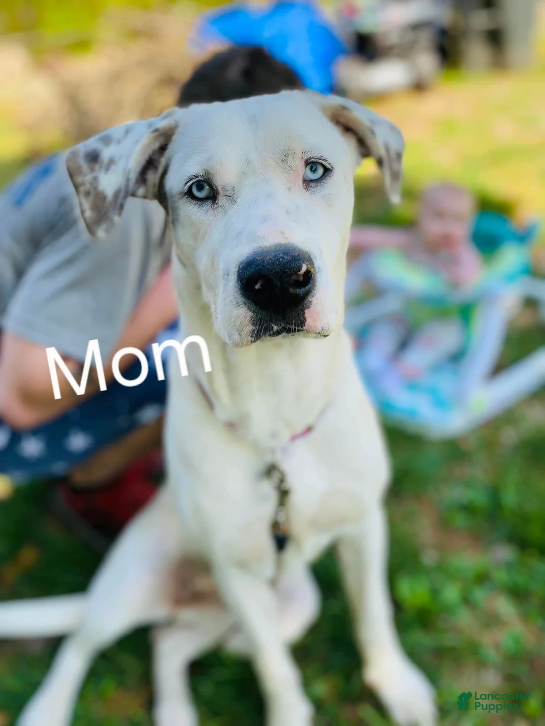 Mixed Breed dogs for sale: Kilo - Ad 14