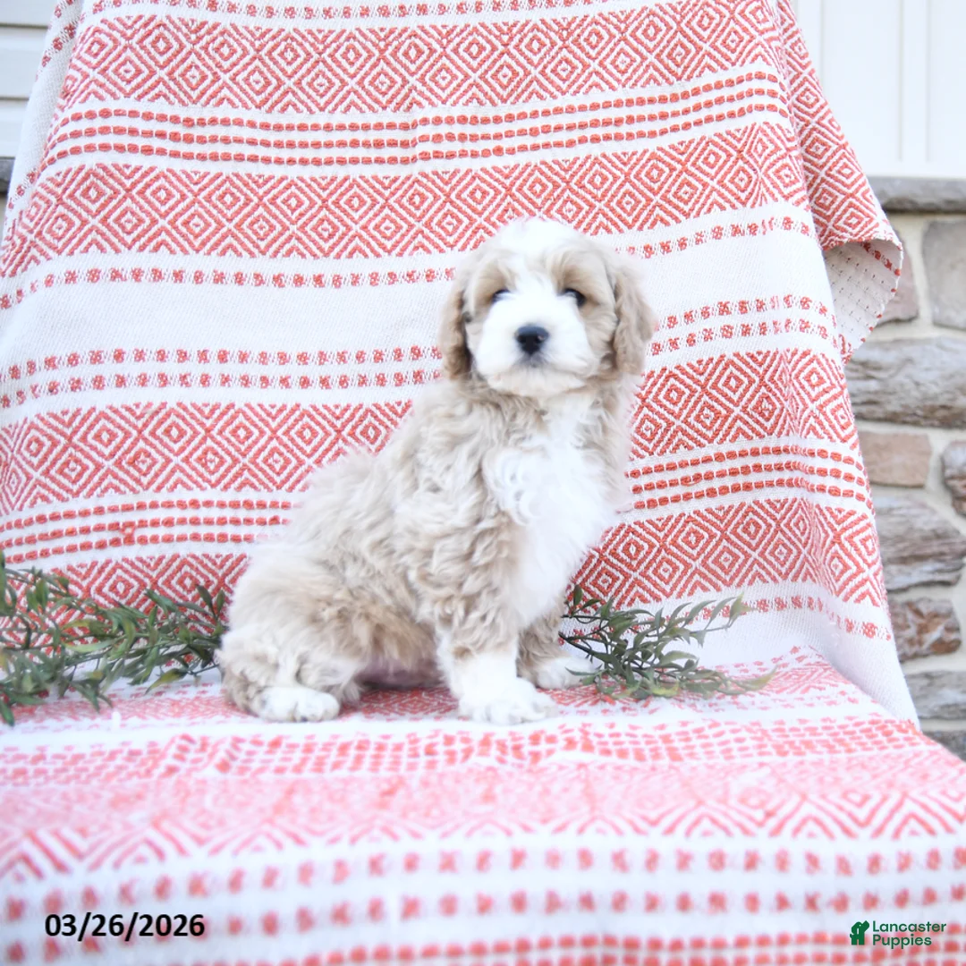 Cockapoo dogs for sale: Eugene - Ad 3