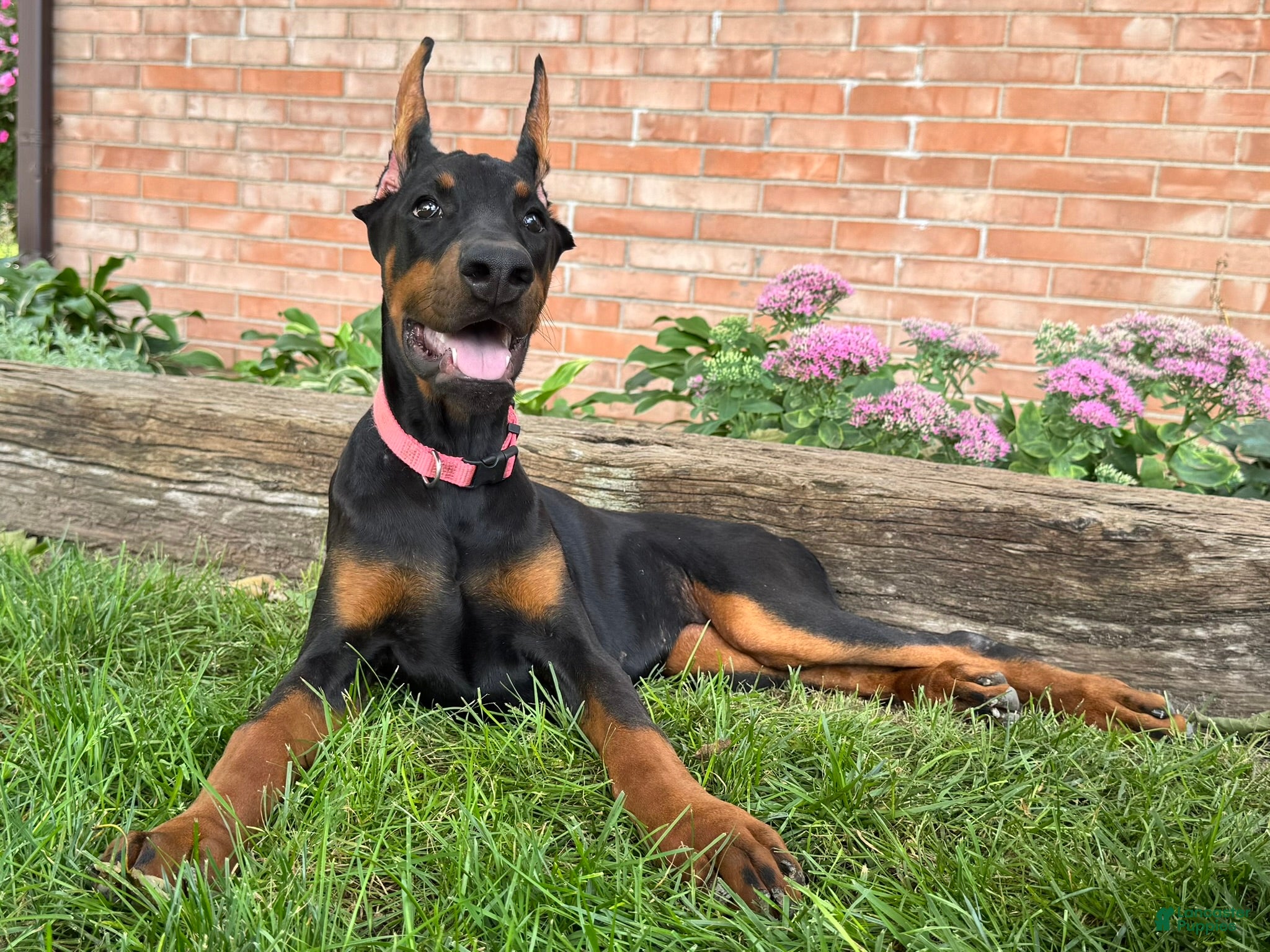 Doberman Pinscher dogs Zelda - Ad 1