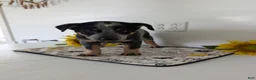 Australian Cattle Dog dogs for sale: Buck  - Ad 3