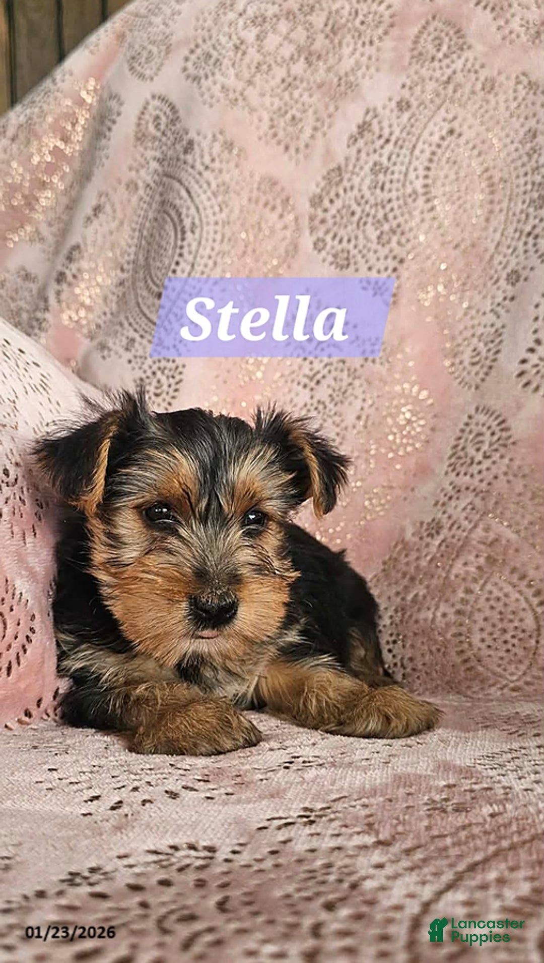 Yorkshire Terrier dogs for sale: Stella - Ad 3