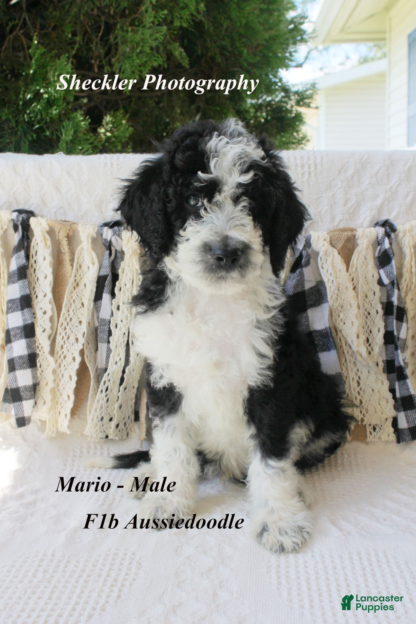 Aussiedoodle dogs Aussiedoodle 4 - Ad 22