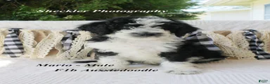 Aussiedoodle 4