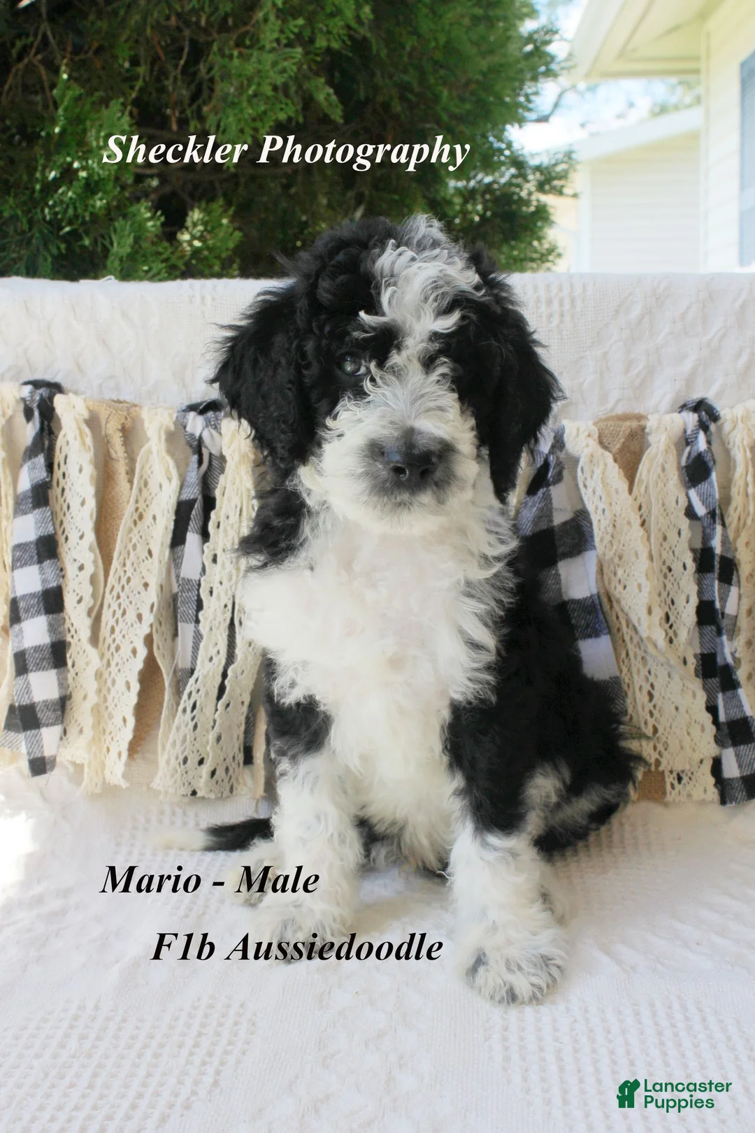 Aussiedoodle dogs for sale: Aussiedoodle 4 - Ad 1