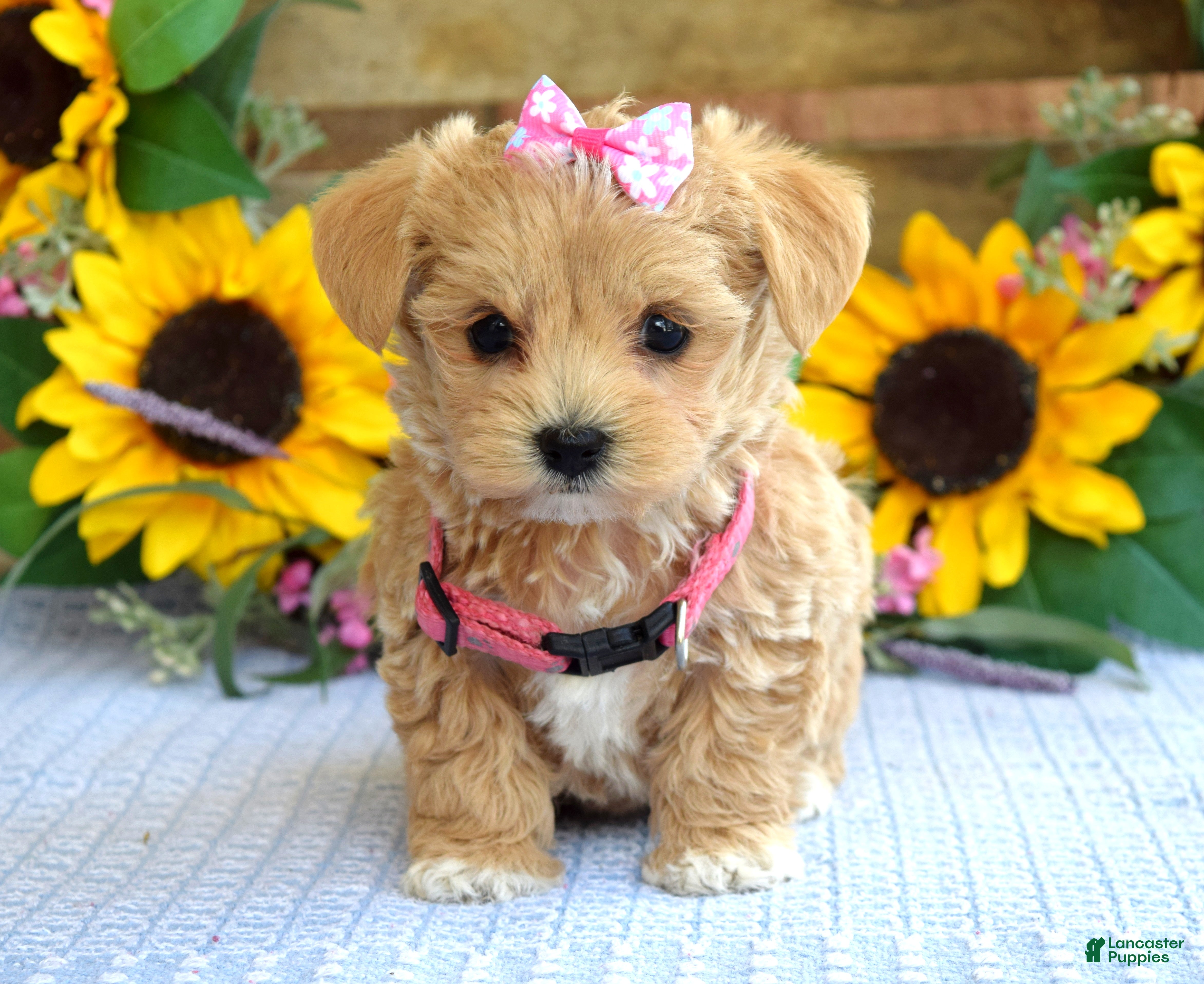 Maltipoo dogs Tessa - Ad 2