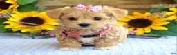 Maltipoo dogs for sale: Tessa - Ad 2