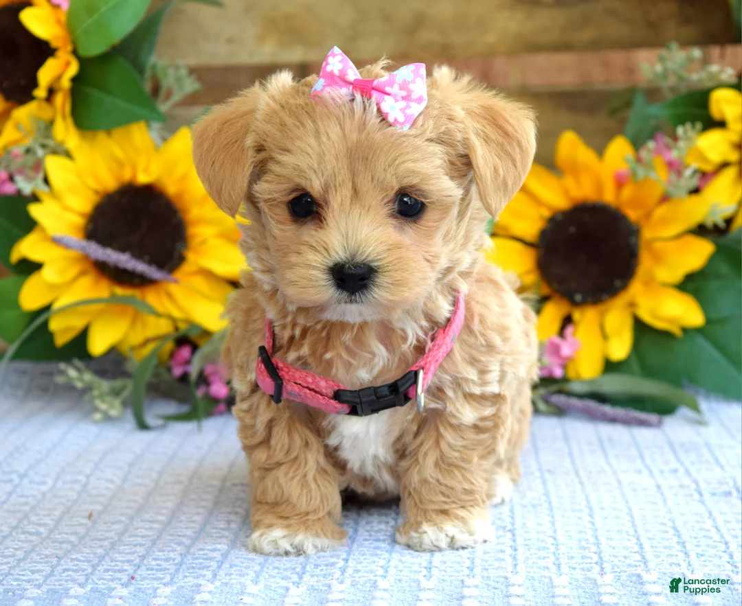 Maltipoo dogs for sale: Tessa - Ad 2