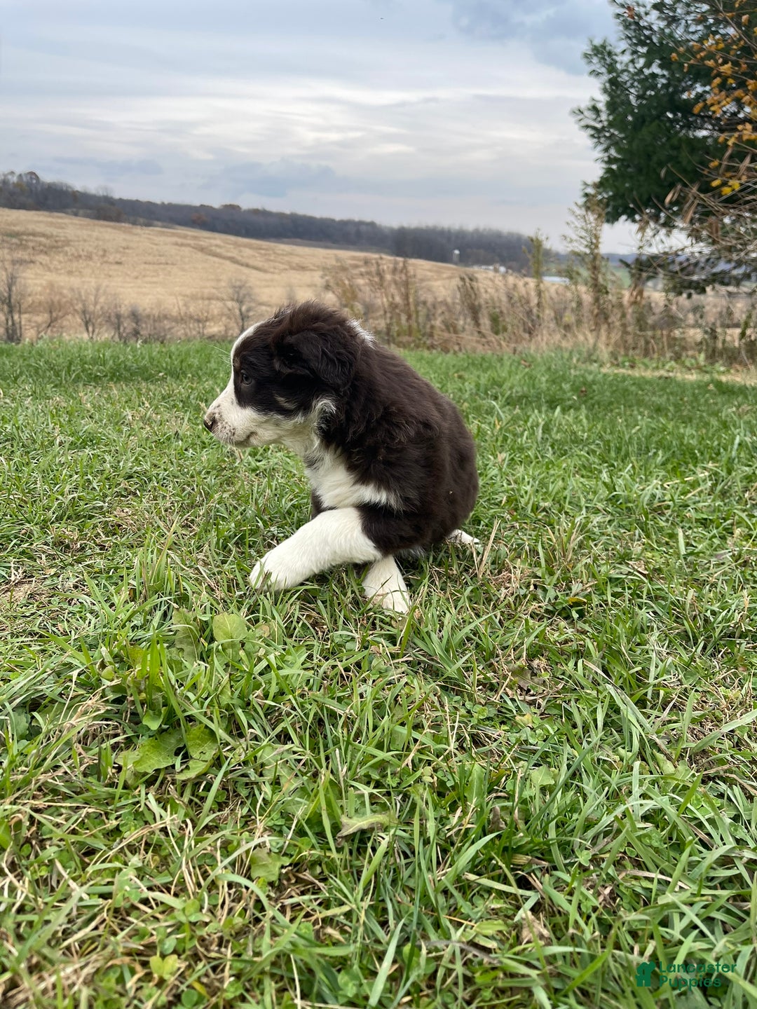 Australian Shepherd dogs for sale: Julia - Ad 5