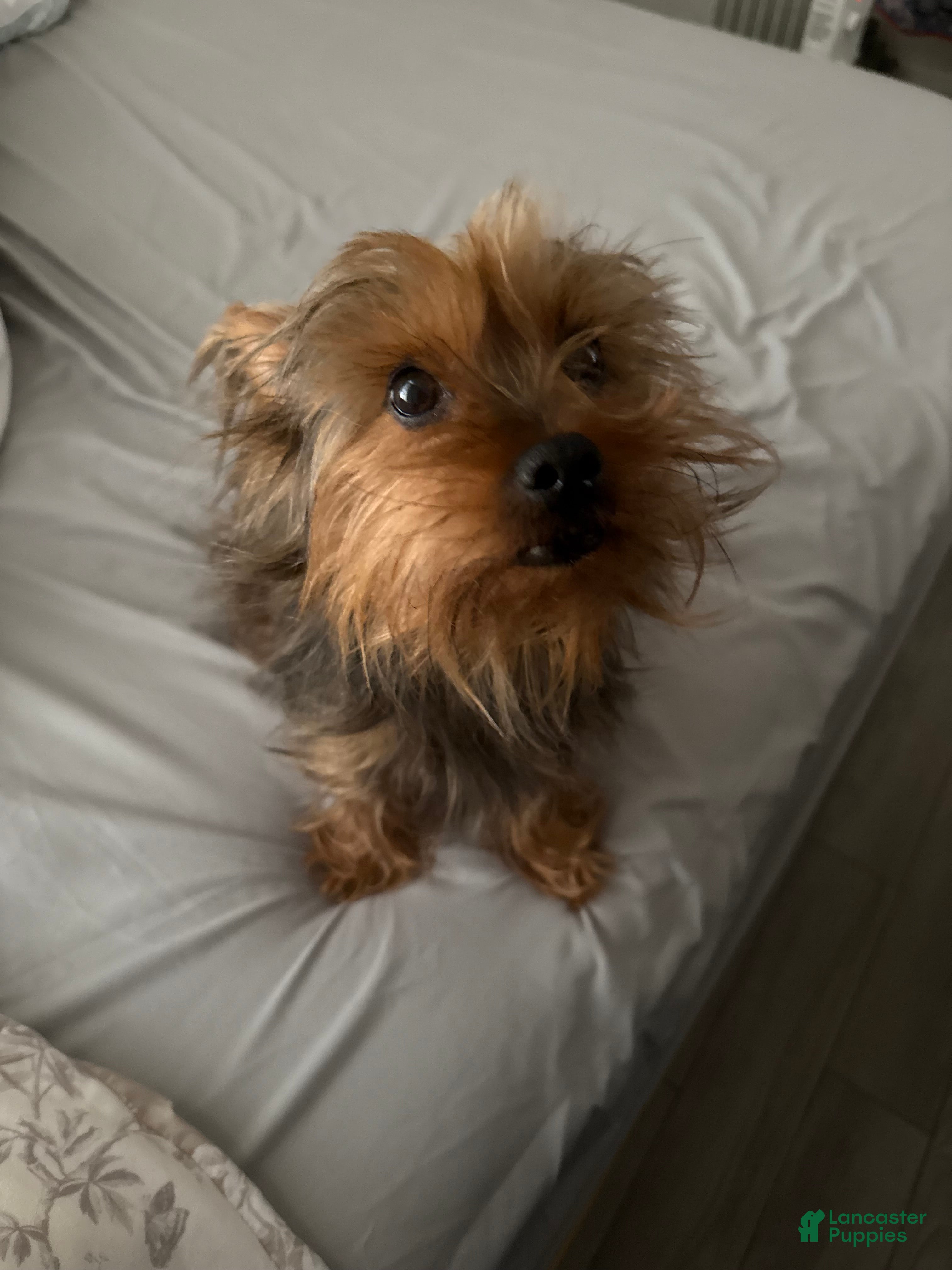 Yorkshire Terrier dogs Yorkshire Terrier 2 - Ad 2