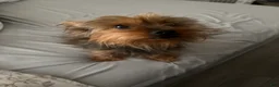 Yorkshire Terrier dogs for sale: Yorkshire Terrier 3 - Ad 2