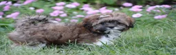 Shihpoo dogs for sale: Patches - Ad 9