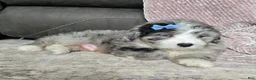 Mini Bernedoodle dogs for sale: Mini Walt - Ad 8