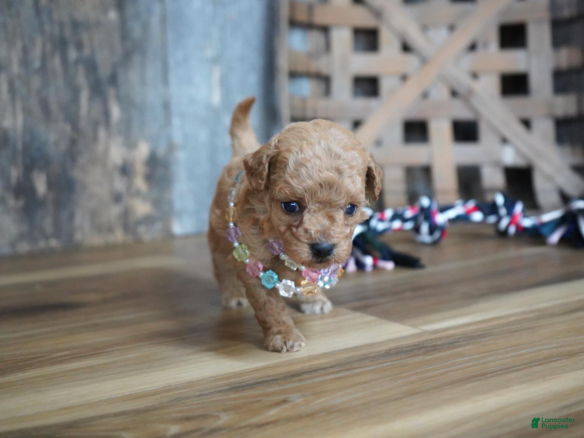 Maltipoo dogs Nessa - Ad 24
