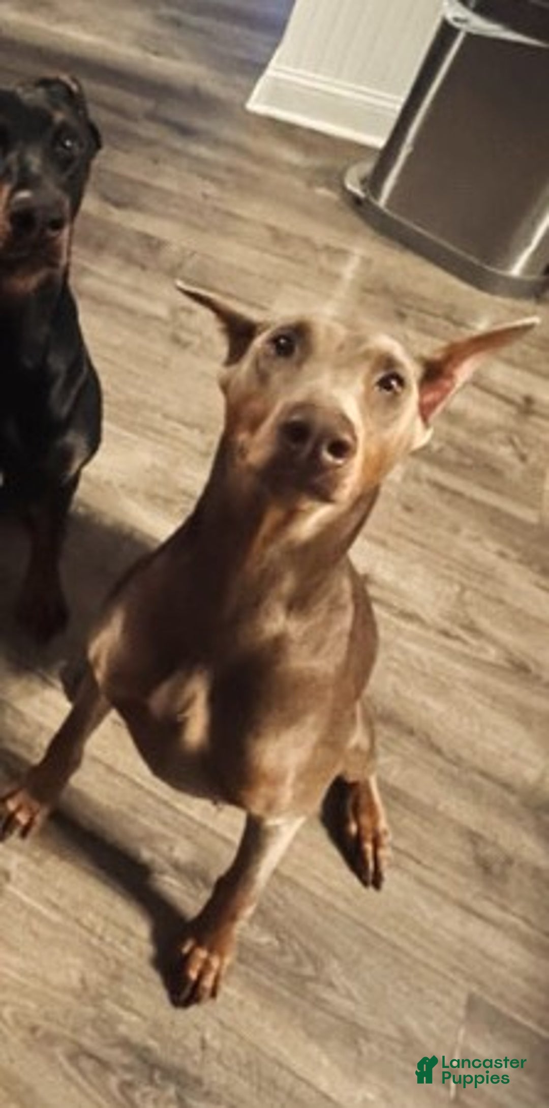Doberman Pinscher dogs for sale: Princess  - Ad 4