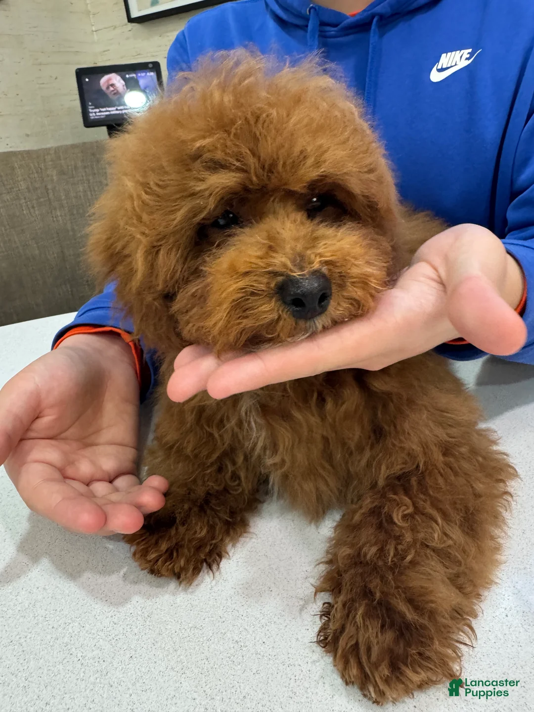 Toy Poodle dogs for sale: Cinnamon - Ad 2