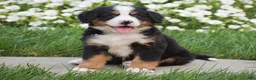 Bernese Mountain Dog dogs for sale: Rex - Ad 3