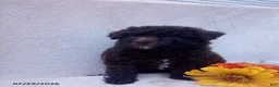 Toy Poodle dogs for sale: Twinkles - Ad 7