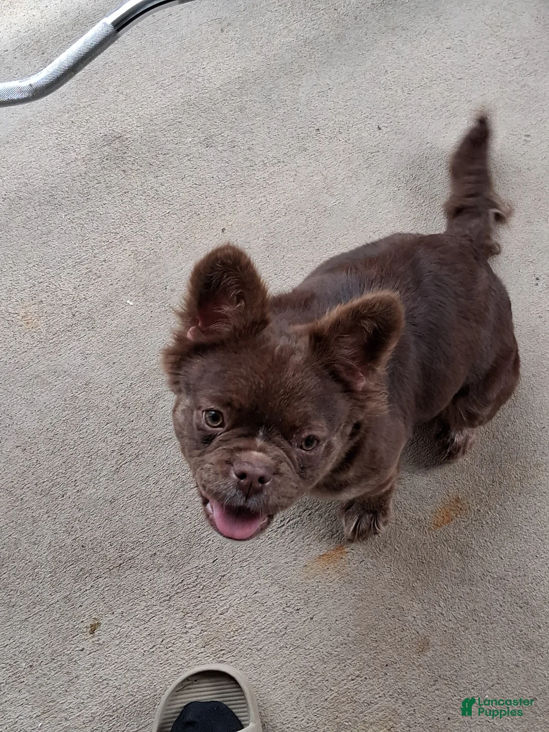 French Bulldog dogs for sale: French Bulldog Puppy 1 - Ad 2