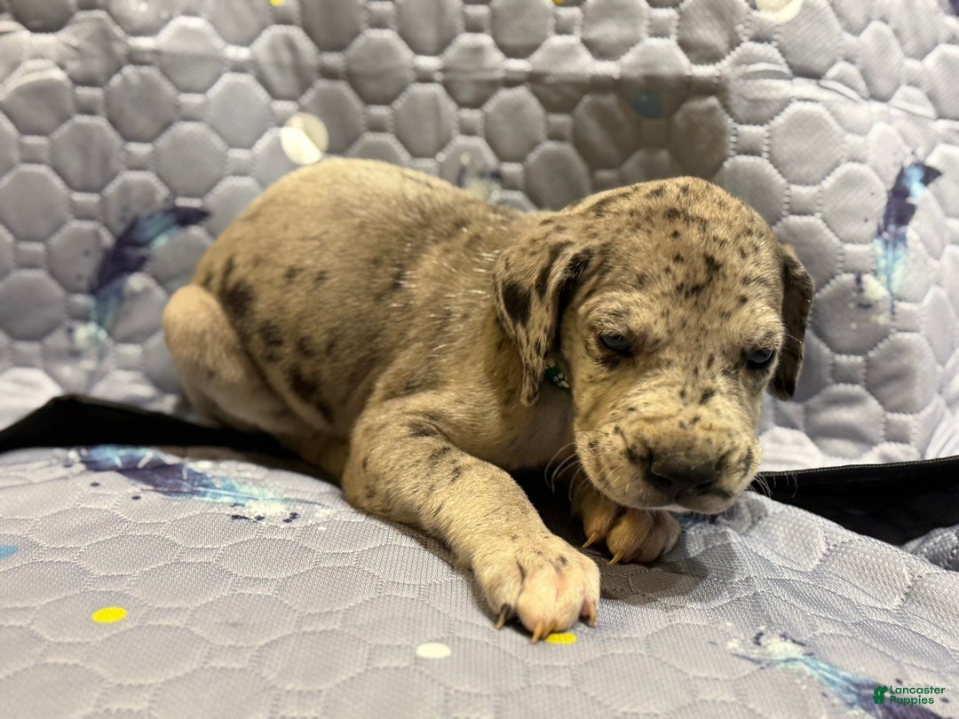 Great Dane dogs for sale: Raj  - Ad 3