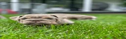 English Bulldog dogs for sale: ELMER - Ad 5