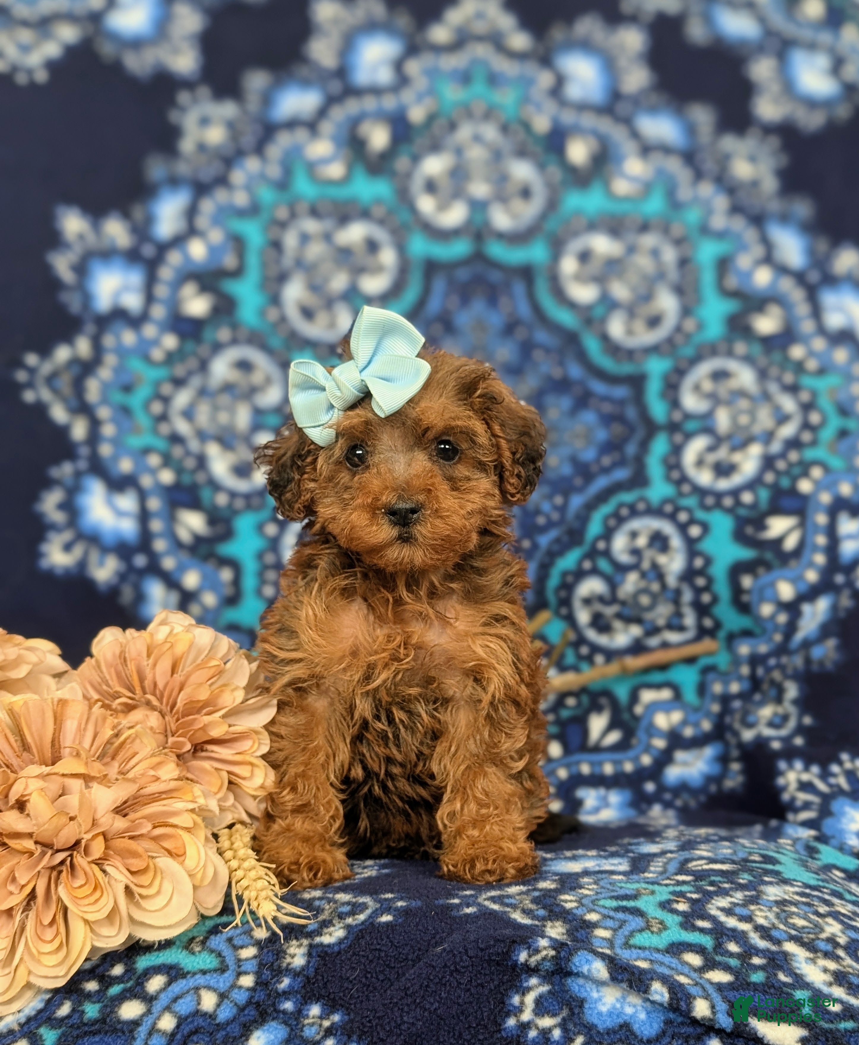 Yorkiepoo dogs Aurora - Ad 2