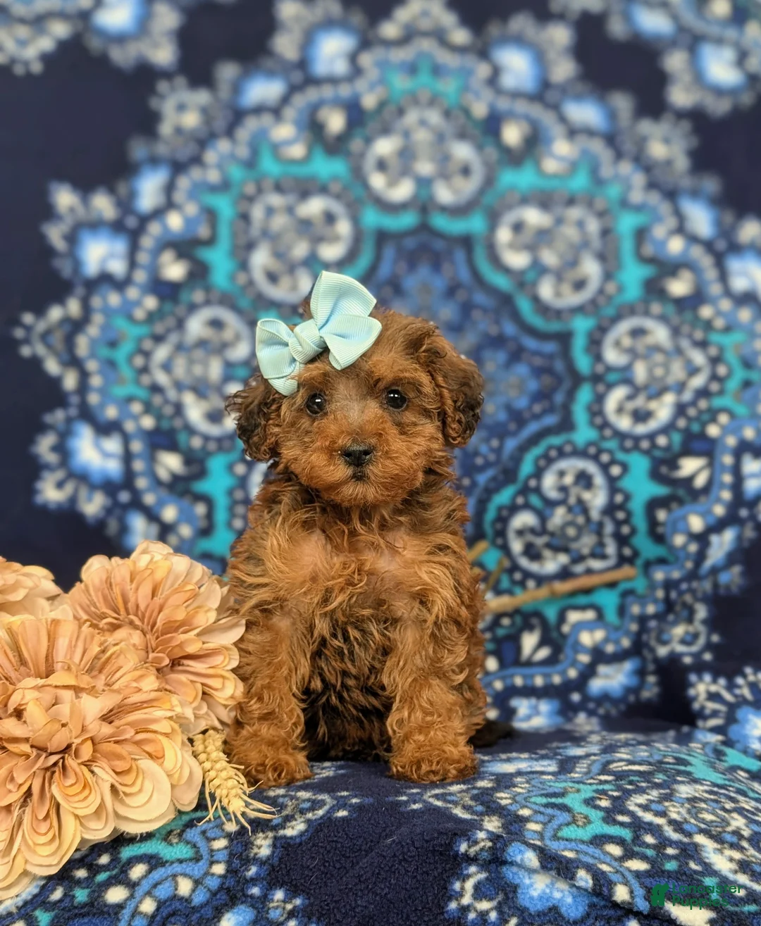 Yorkiepoo dogs for sale: Aurora - Ad 2