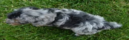 Mini Aussiedoodle dogs for sale: Mini Acher - Ad 15
