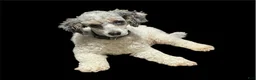 Miniature Poodle dogs for sale: Jewels - Ad 2