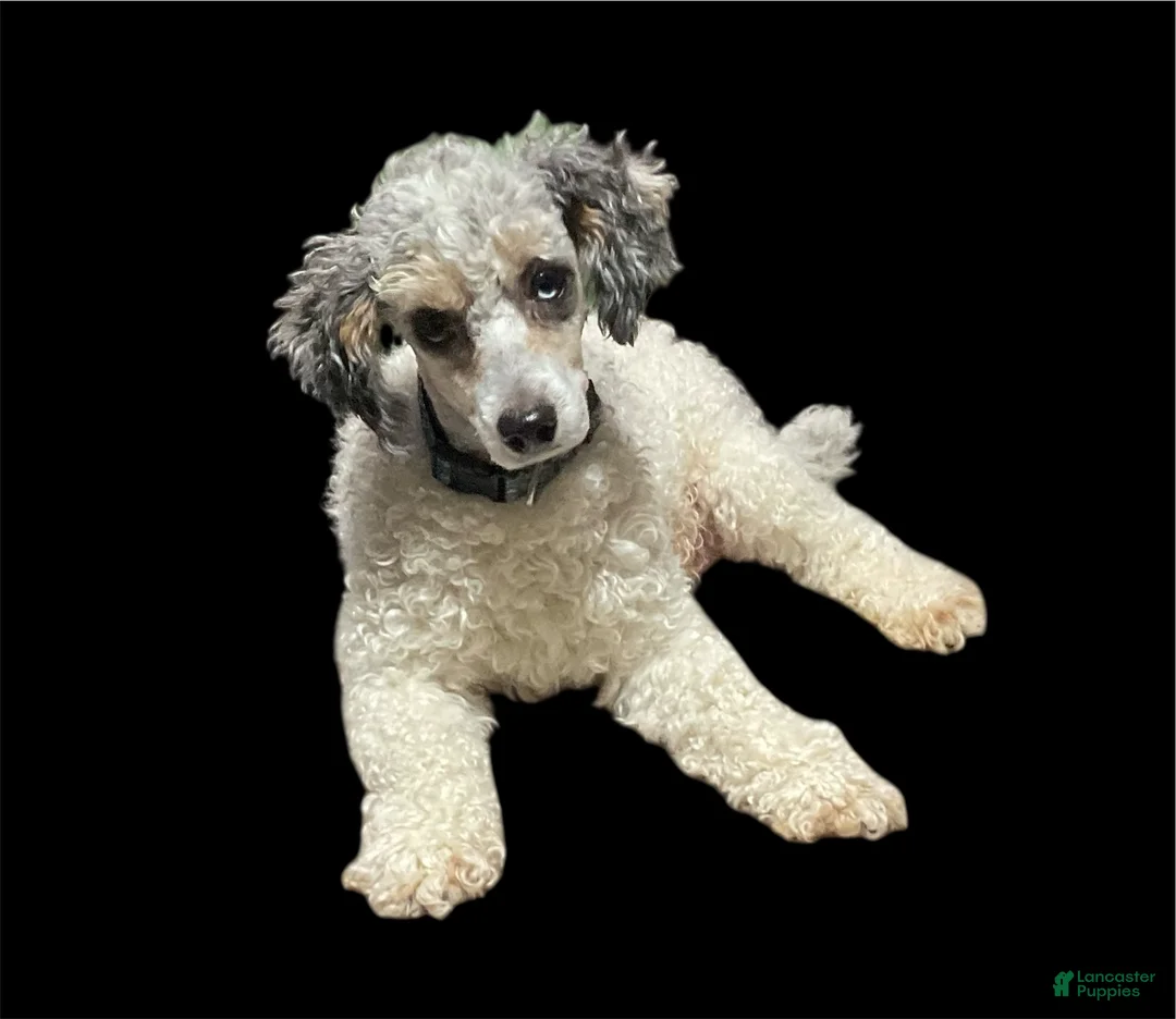 Miniature Poodle dogs for sale: Jewels - Ad 2