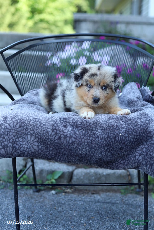 Australian Shepherd dogs Roger - Ad 2