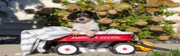 Dachshund dogs for sale: Lily - Ad 3