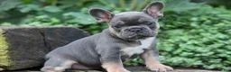 French Bulldog dogs for sale:  Francie💕 - Ad 3
