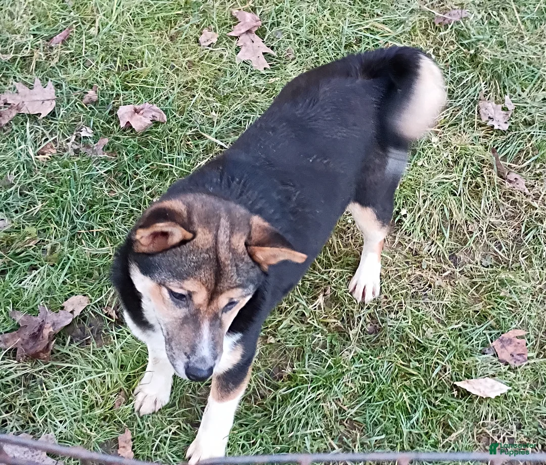 Shiba Inu dogs for sale: Holly  - Ad 2