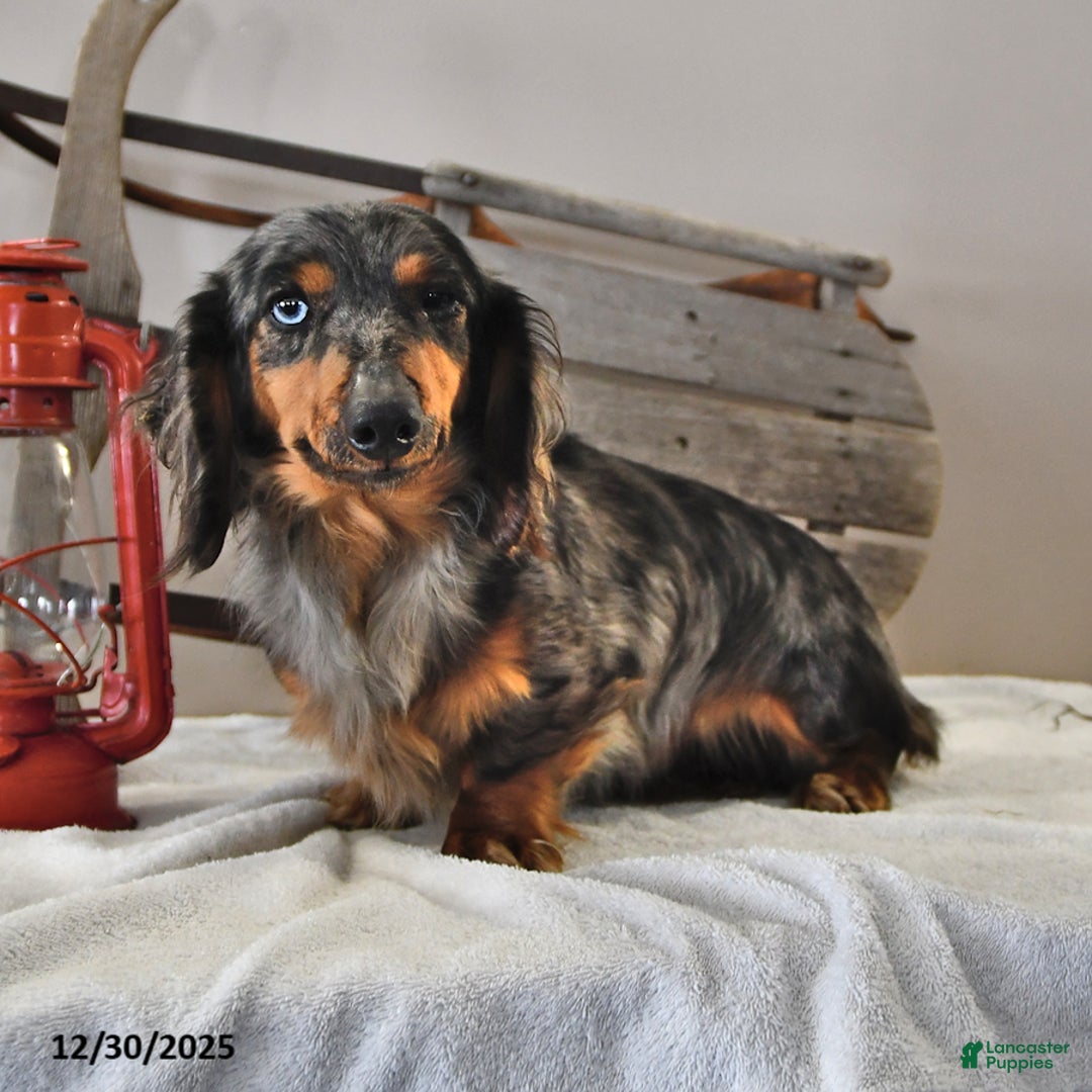 Miniature Dachshund dogs for sale: Rusty - Ad 5