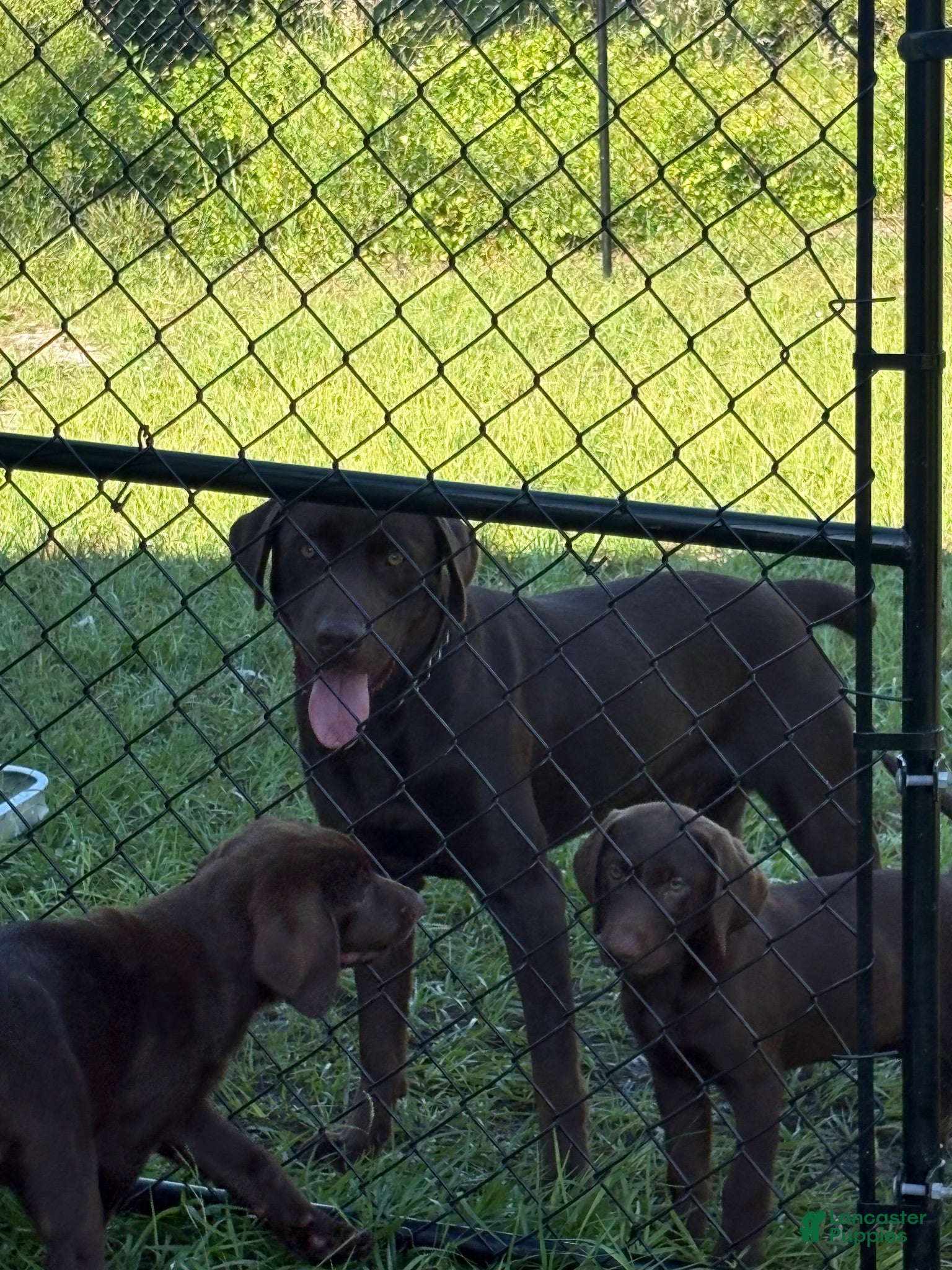 Labrador Retriever dogs Labrador Retriever 1 - Ad 2