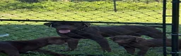 Labrador Retriever dogs for sale: Labrador Retriever 1 - Ad 2