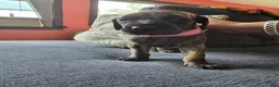 Mixed Breed dogs for sale: Pink-Full Brindle - Ad 7