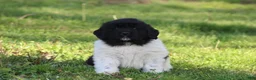 Newfoundland dogs for sale: Murphy  - Ad 5