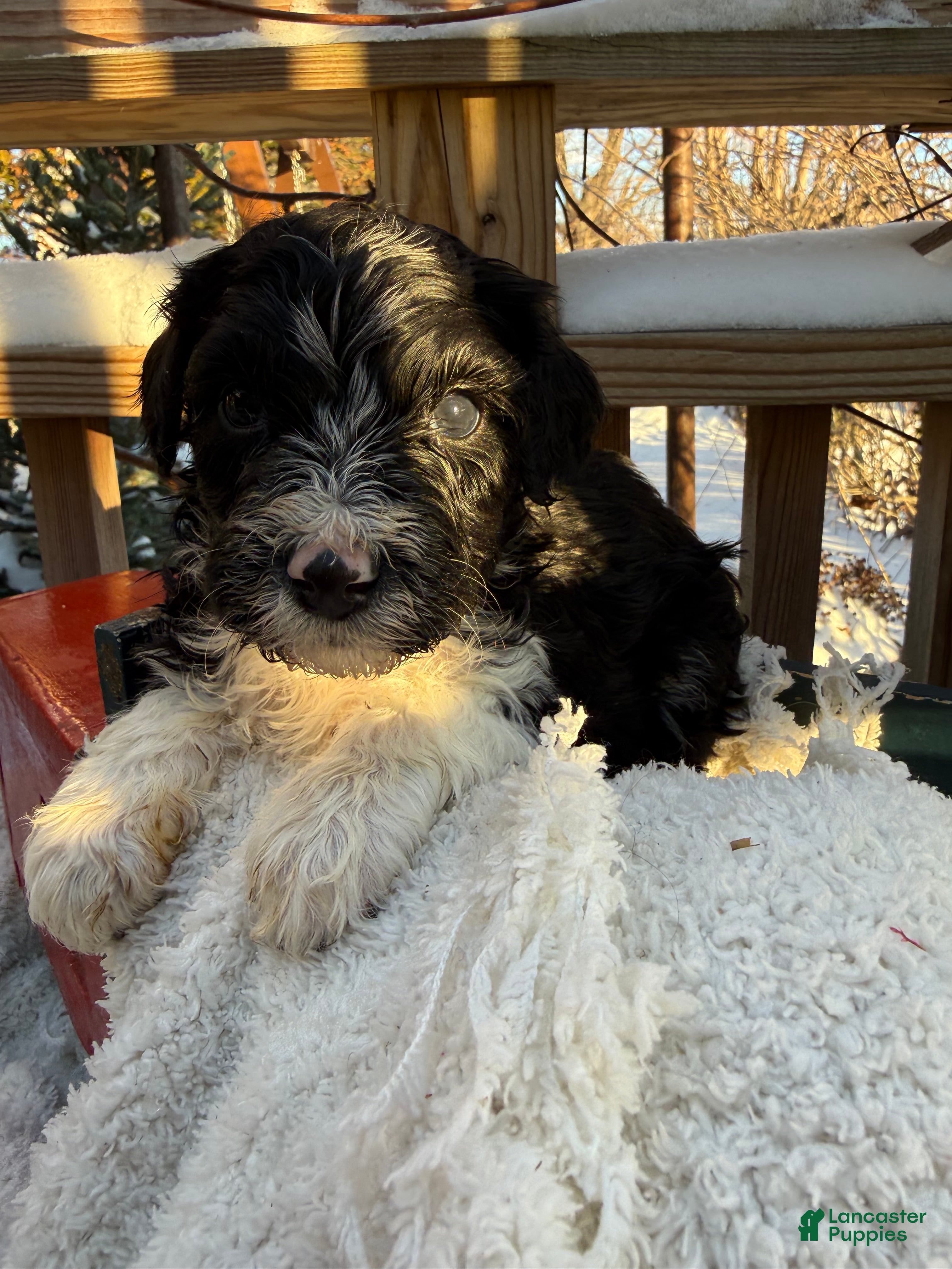 Mixed Breed dogs Diamont - Ad 6