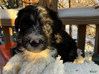 Mixed Breed dogs Diamont - Ad 6