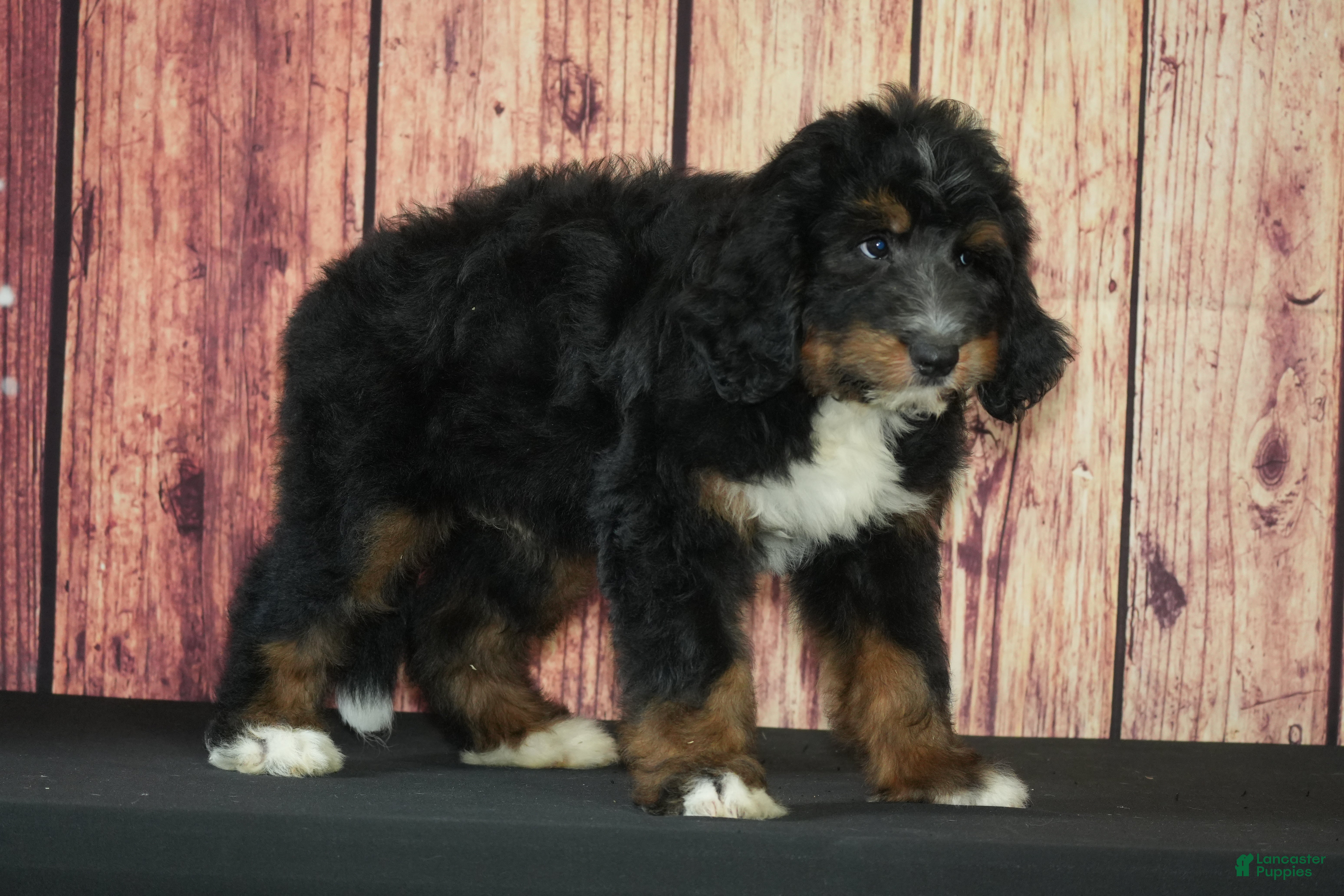 Bernedoodle dogs Marcos F1 - Ad 39