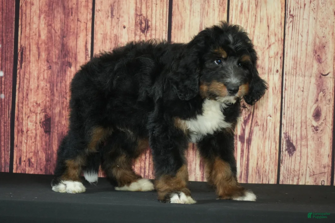 Bernedoodle dogs for sale: Marcos F1 - Ad 1