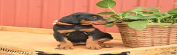 Doberman Pinscher dogs for sale: Waffles - Ad 3