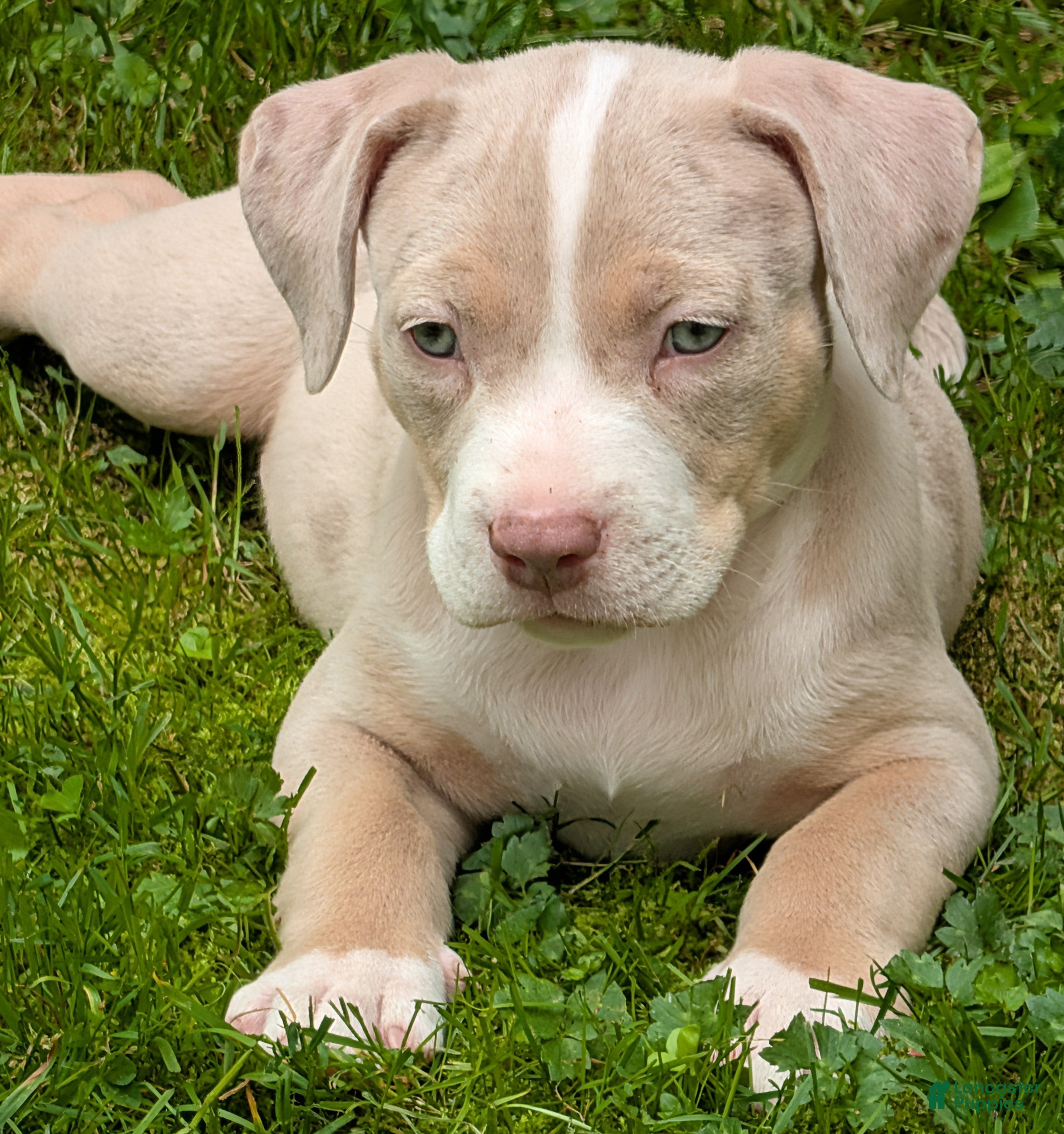 American Bully dogs American Bully 1  Willie - Ad 2