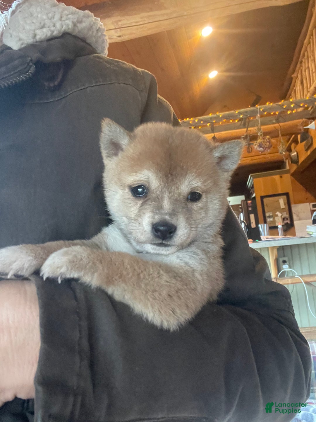 Shiba Inu dogs for sale: Tinsel - Ad 4